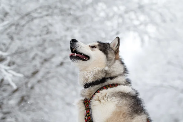 Malamute σκυλί — Φωτογραφία Αρχείου