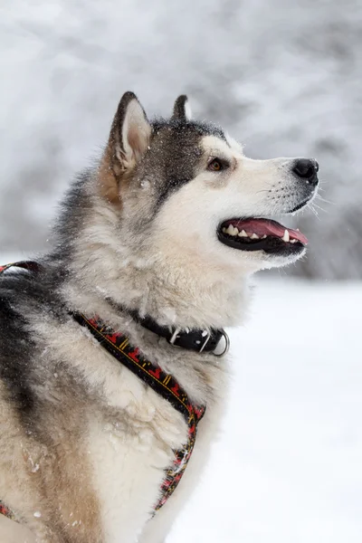 Malamute hunden — Stockfoto