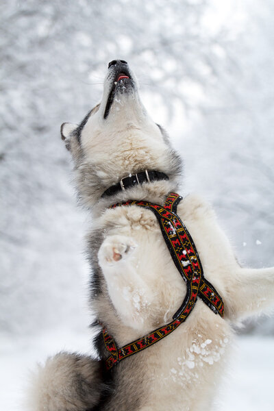 Malamute dog in winter