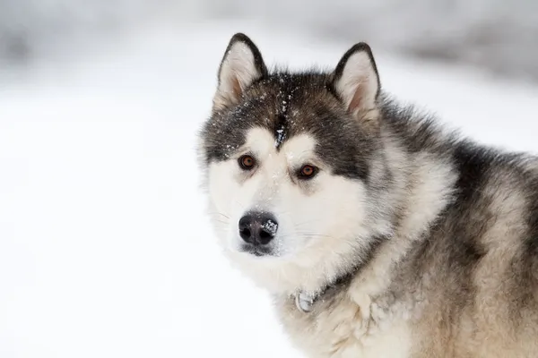 Malamute σκυλί — Φωτογραφία Αρχείου