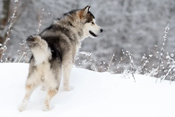 Perro malamute —  Fotos de Stock