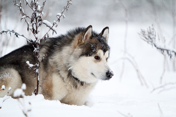 Malamute dog in winter