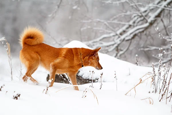 赤のエスキモー犬 — ストック写真