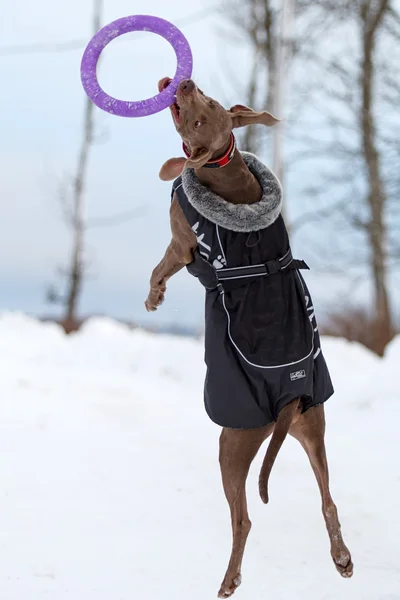 Chien Weimaraner — Photo