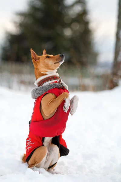 Basenjis dog — Stock Photo, Image