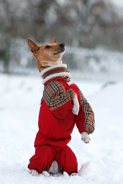 Basenjis dog — Stock Photo, Image