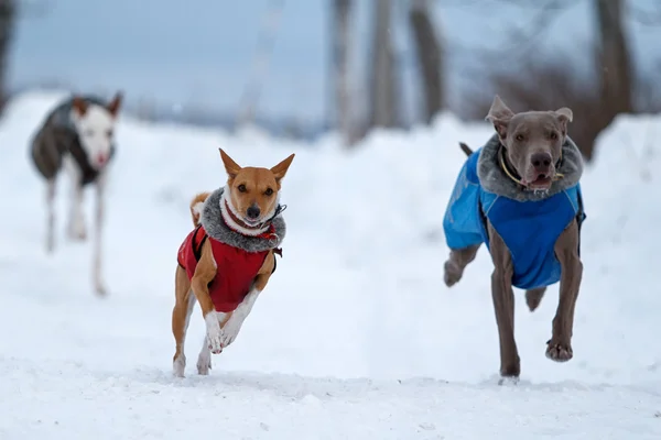 Perros Weimaraner, Ibizan y bassenjsi —  Fotos de Stock