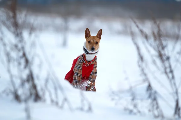 Basenjis dog — Stock Photo, Image