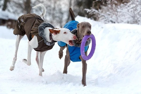 Weimaraner y perros sabuesos ibizan —  Fotos de Stock