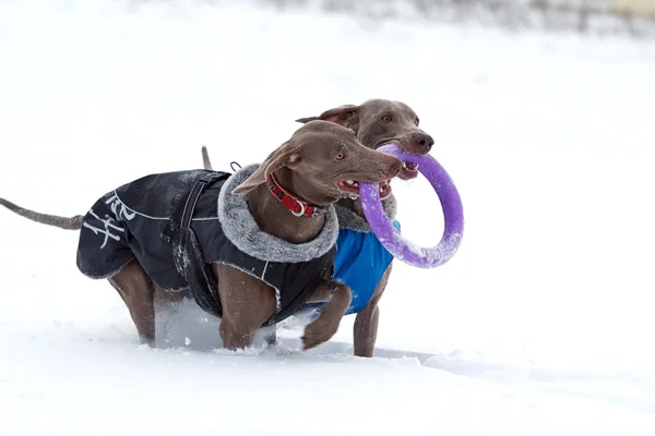 Two weimaraner dogs — Stock Photo, Image