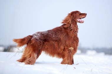 Kırmızı İrlandalı kanepe köpek