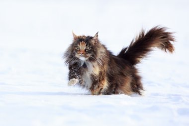 Maine Rakun Kedisi