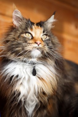 Maine Coon cat clipart