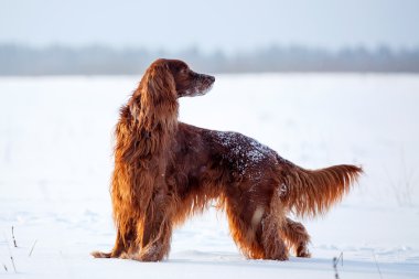 Kırmızı İrlandalı kanepe köpek