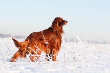 İrlandalı red setter