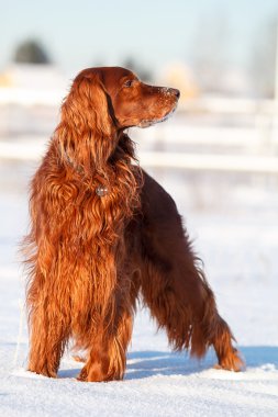 İrlandalı red setter