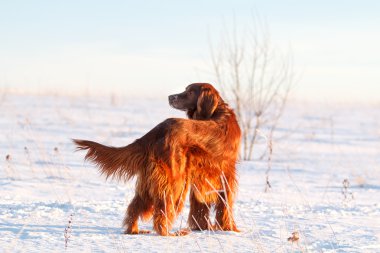 İrlandalı red setter