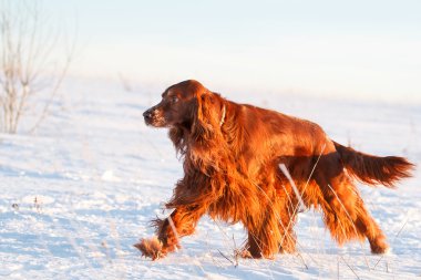 İrlandalı red setter