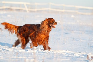 İrlandalı red setter