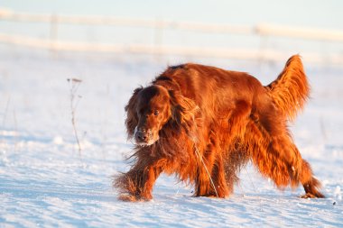 İrlandalı red setter