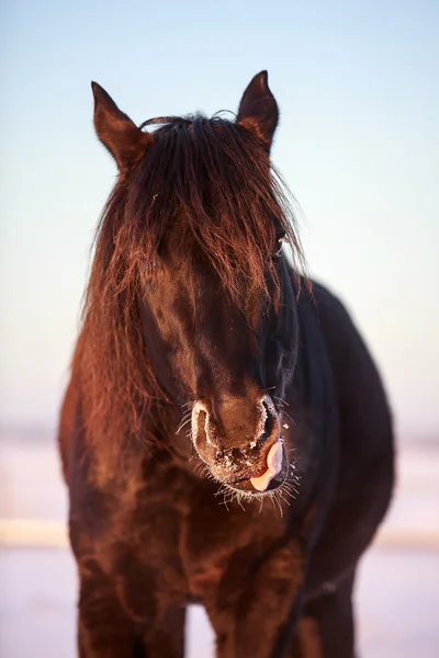 Black stallion — Stock Photo, Image