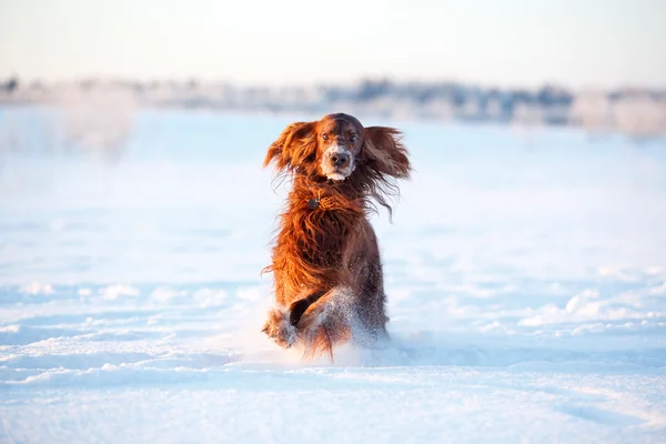 赤いアイリッシュ セッター犬 — ストック写真