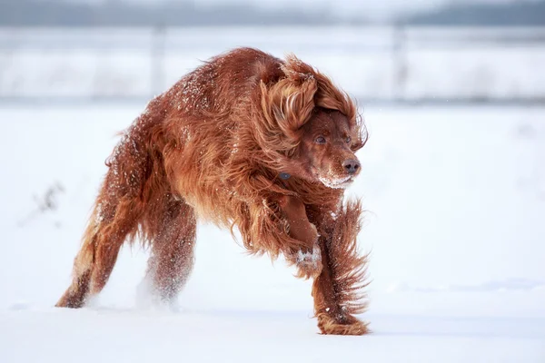Kırmızı İrlandalı kanepe köpek — Stok fotoğraf