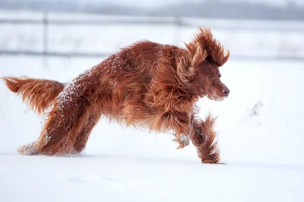 Kırmızı İrlandalı kanepe köpek