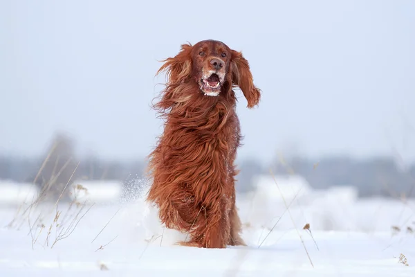 Roter irischer Setzhund — Stockfoto