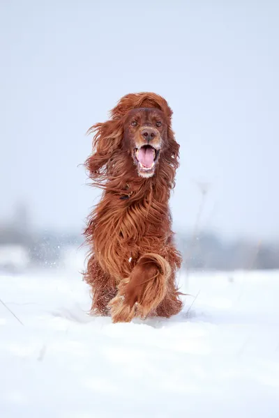 Rosso cane setter irlandese — Foto Stock