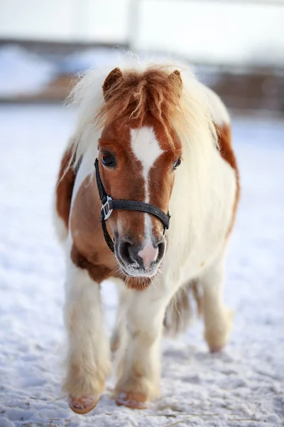 Mini cavalos — Fotografia de Stock