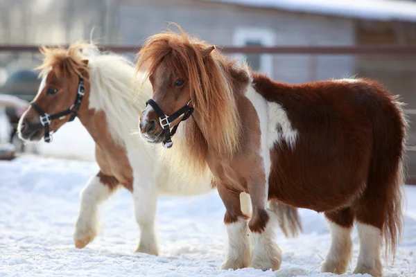 Mini caballos —  Fotos de Stock