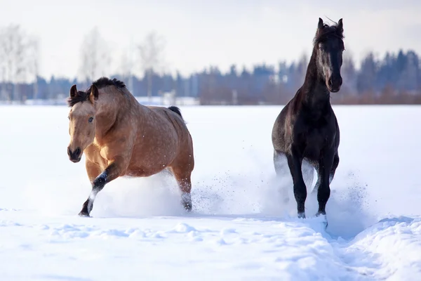 光湾と黒の馬 — ストック写真