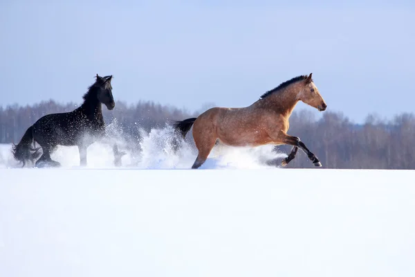 Światło bay i czarne konie — Zdjęcie stockowe