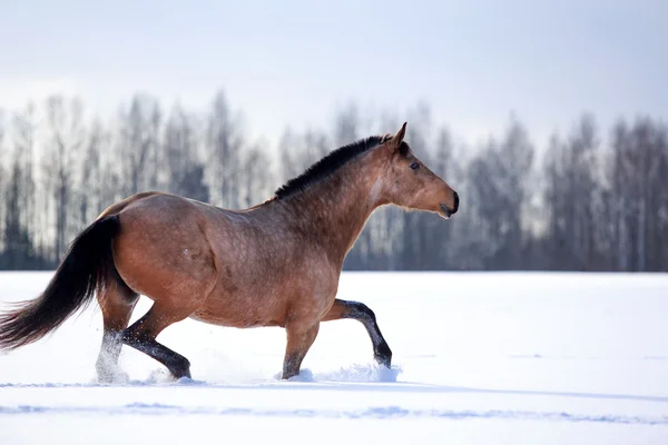 Light-bay mare horse — Stock Photo, Image