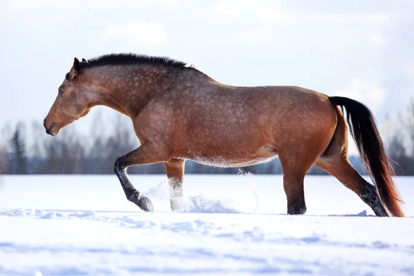 Cheval de jument light-bay — Photo