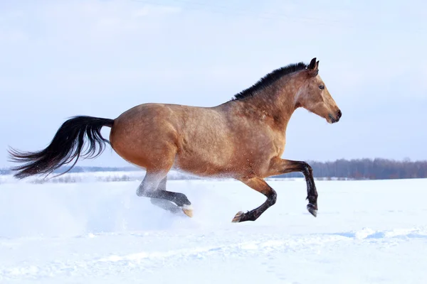 Light-bay mare horse — Stock Photo, Image