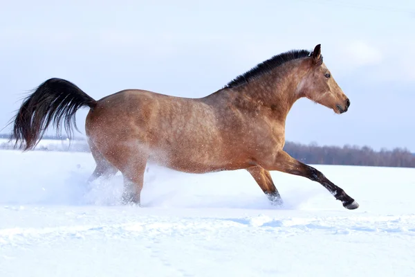 Světlo bay mare kůň — Stock fotografie