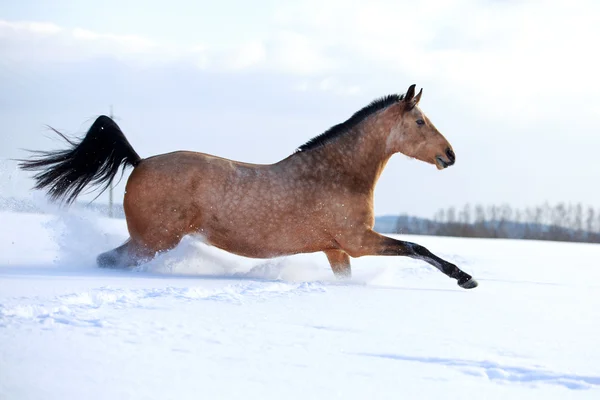 Light-bay mare horse — Stock Photo, Image