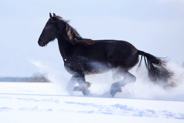 Caballo frisón — Foto de Stock