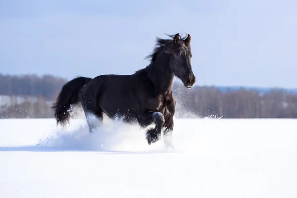 Friesian Horse — Stock Photo, Image