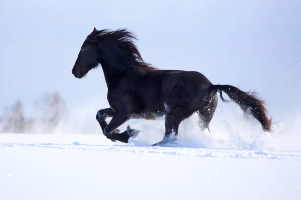 Black horse stallion — Stock Photo, Image