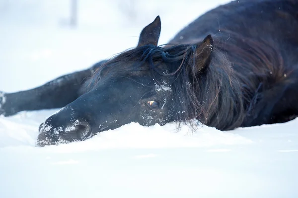 黒い馬の種馬 — ストック写真
