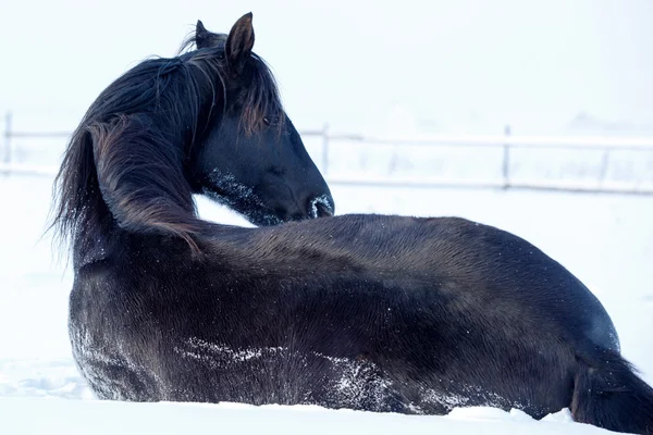 Black horse stallion — Stock Photo, Image