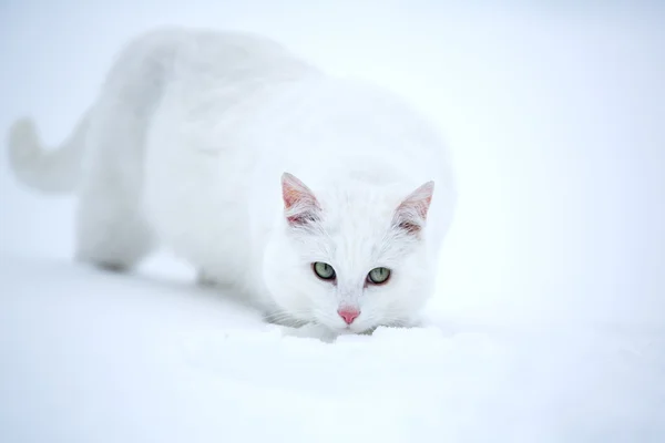 Chat blanc — Photo