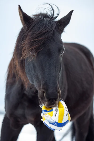 Schwarzes Pferd mit Ball — Stockfoto