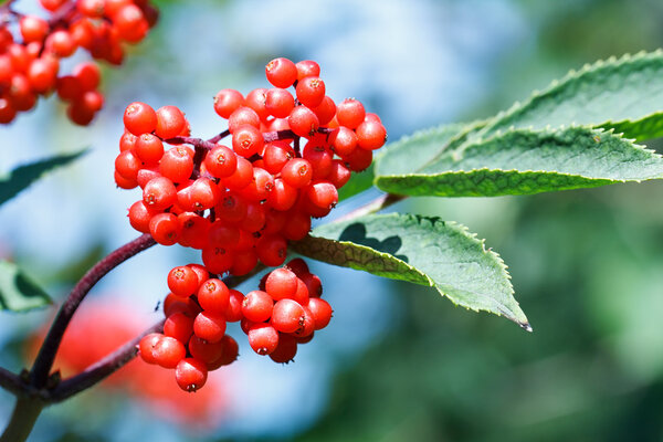 Red berries