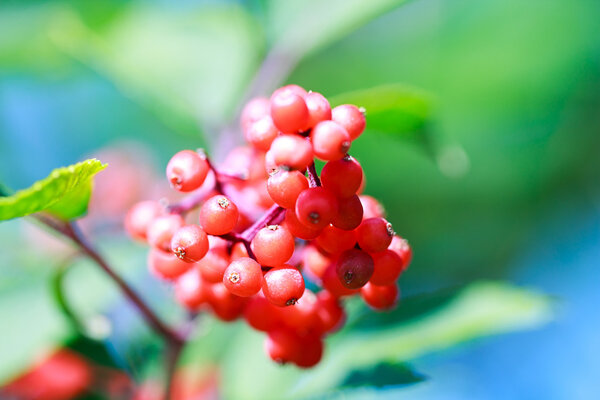 Red berries