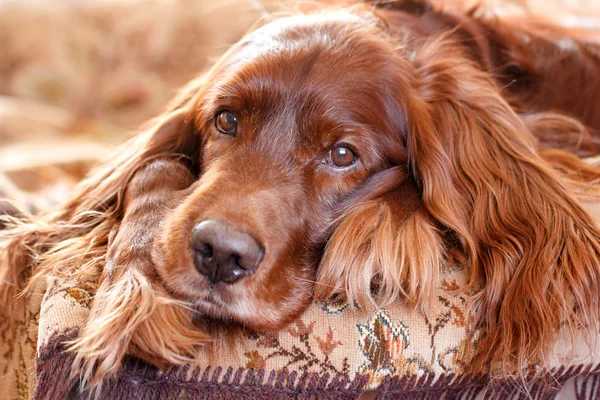 Red cão cão cão de caça irlandês — Fotografia de Stock
