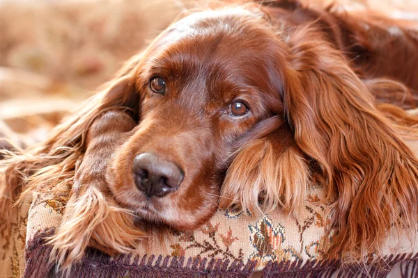 Kırmızı İrlandalı kanepe köpek
